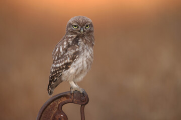 Little Owl Chick (Athene noctua) perched on an old fashioned water pump