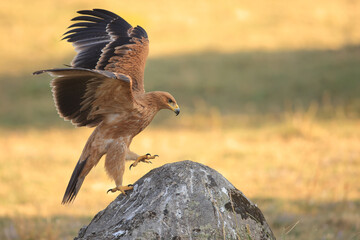 Chicken, straw Spanish imperial eagle (Aquila adalberti) perching on a stone with open wings