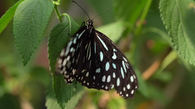 Close Up Shot Of Beautiful Tirumala Hamata Butterfly, the Dark Tiger on Leaf - Macro