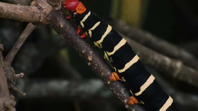 West Indies red headed frangipani worm crawls up the twig in Grenada garden