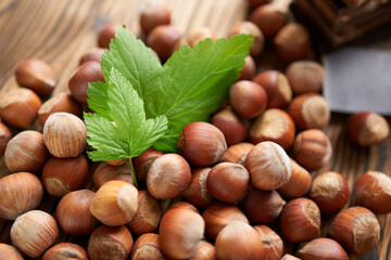 Hazelnuts in the shell with beautiful leaves.