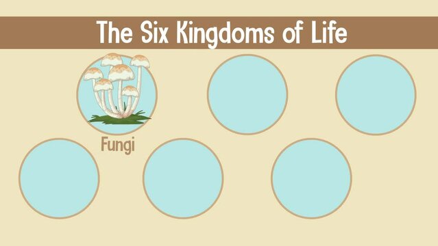 Six kingdoms of life animated with examples of organisms from each kingdom