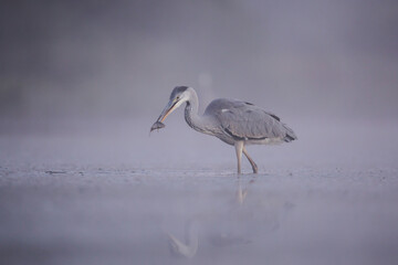great blue heron ardea cinerea