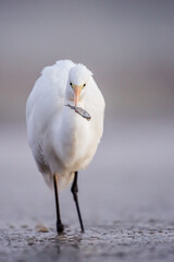 great egret ardea alba eating small fish
