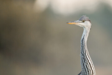 grey heron ardea cinerea portrait