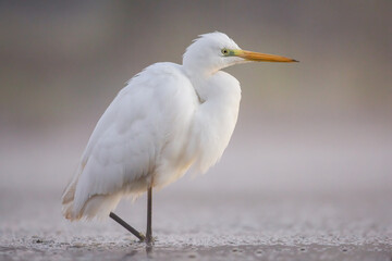 great egret (Ardea alba) portrait