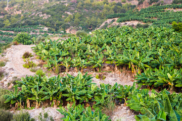 Banana plantations on slopes of mountain copy space.