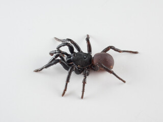 Black spider on a white background. Halonoproctid trapdoor spiders. Genus Ummidia
