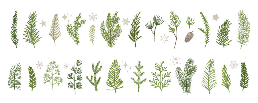Christmas winter plants, branches of pine, spruce, fir, cedar, evergreen trees. Hand drawn holiday decoration. vector illustration isolated on white background