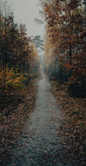 Forest in autumn - path 