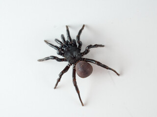 Black spider on a white background. Halonoproctid trapdoor spiders. Genus Ummidia