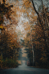 Forest in autumn - foggy road