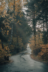 Forest in autumn - road in fog