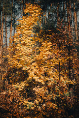 Forest in autumn - golden leaves