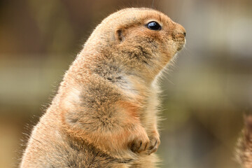 立ち上がったプレーリードッグ