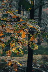 Forest in autumn - gren/yellow leaves