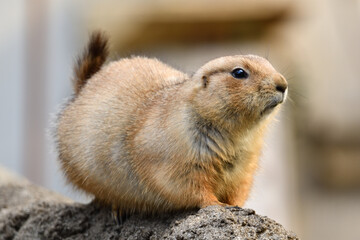 かわいいプレーリードッグ