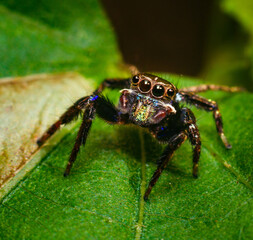 colorful black jumping spider on a leaf in nature