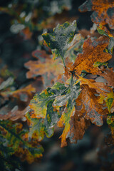 Forest in autumn - leaves macro