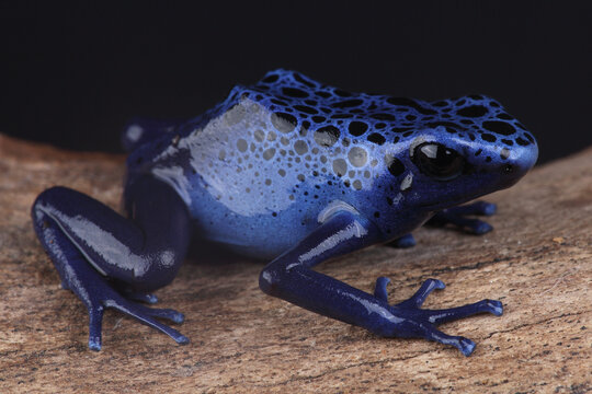 Portrait of a Blue Poison Dart Frog
