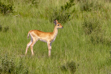 Naklejka na ściany i meble Young bohor reedbuck fawn, redunca redunca, in the long grass and forest area of Queen Elizabeth National Park, Uganda
