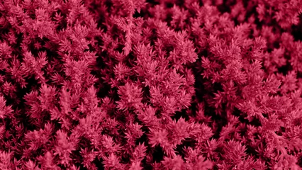 Red background made of Juniper hedge texture. Dwarf Japanese garden juniper creeping (Juniperus horizontalis). Botanical pattern for graphic design and wallpaper. Color Of The Year 2023 - Viva Magenta