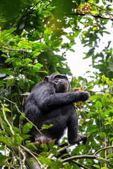 Adult chimpanzee, pan troglodytes, eats fruit in the rainforest of Kibale National Park, western Uganda. The park conservation programme means that some troupes are habituated for human contact