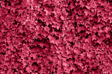 Red background made of ivy leaves on the wall. Natural backdrop for your design. A lot of leaves. Color Of The Year 2023 - Viva Magenta