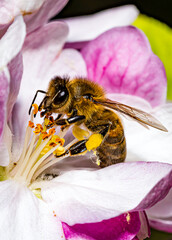 Une abeille chargée de pollen en macrophotographie butine une fleur d' amandier
