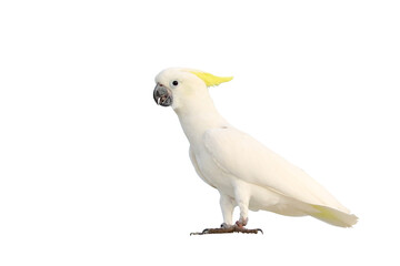 Beautiful cockatoo parrot isolated on transparent background. - obrazy, fototapety, plakaty
