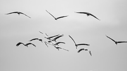 herd of birds fly
