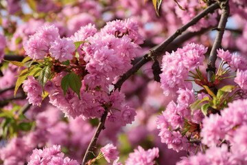 cherry blossom on a sunny day. spring greeting conept