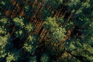 drone aerial view of a pine forest at sunset, golden hour