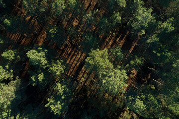 drone aerial view of a pine forest at sunset