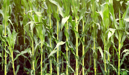 Growing Corn stems close up. Idea of farming and food industry.