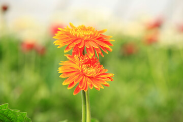 African chrysanthemum