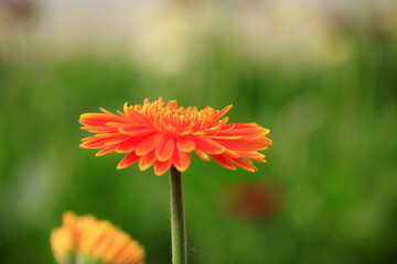 African chrysanthemum