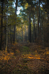 Obraz premium Waldweg