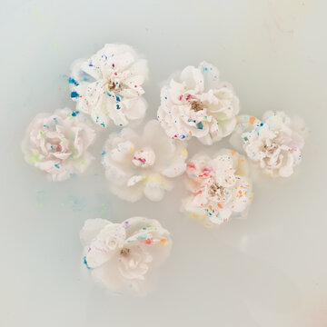 white roses floating in water milk bath with colored paint drops on leaves 