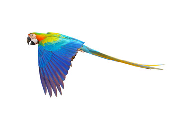 Catalina parrot flying isolated on transparent background.