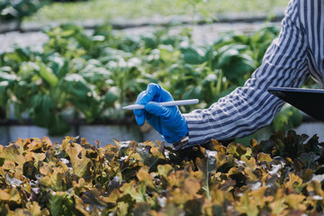 female farmer working early on farm holding wood basket of fresh vegetables and tablet.