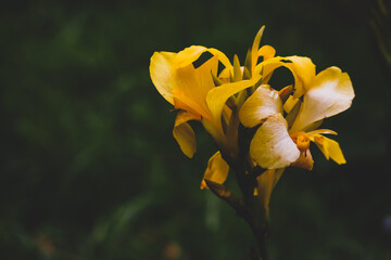 yellow tulip flower with green mosaic background spring season autumn wallpaper