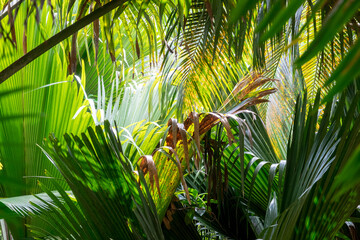 Tropical palm tree with sun light. A tropical forest. Palm leaves close up. Vacation and nature travel adventure concept.