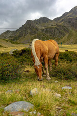 Horse in the andorra's mountains