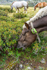 Horse in the andorra's mountains