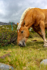 Horse in the andorra's mountains