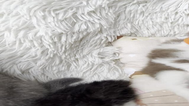 sleeping kitten relaxing next to its friend and on white fur