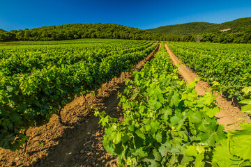Fototapeta na wymiar Un vignoble provençal en été, les vignes très vertes sont parfaitement exposées devant les collines varoises.