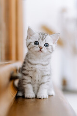 Katzenkind im Kaus, Wohnung, Wohnzimmer, Kätzchen