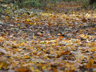 Feuilles d'automnes au sol